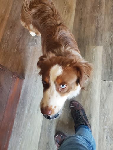 Service Dog at Ethos Family Dental in New Lenox, IL